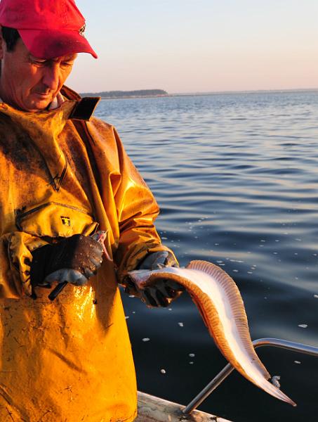 Fileyeur Arcachon ab5.JPG